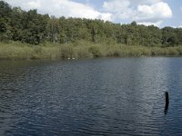 NL, Limburg, Roerdalen, Turfkoelen 5, Saxifraga-Marijke Verhagen